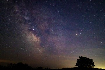 Fototapeta na wymiar Silhouette of a tree on the background of the Milky Way