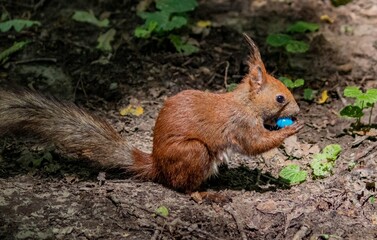 Squirrel on a forest path