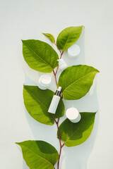 Different natural cosmetic products on beautiful branch with leaves