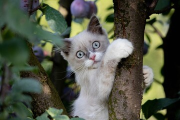 Gray kitten climbed a tree
