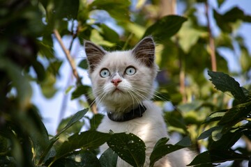 Gray kitten climbed a tree