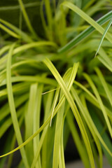 Japanese Sedge Everillo
