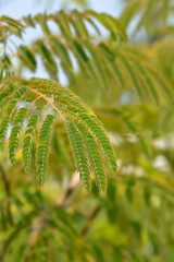 Silk tree