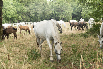 Naklejka premium Famous Lippizaner or Lipizzan White Horses in Lipica Stud Farm in Slovenia