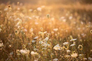 Wild meadow in sunset sunlight background. Summer field background