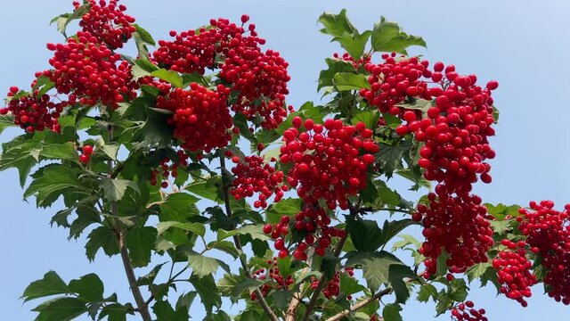 Fruits and leaves of red viburnum in the wind. Harvesting red viburnum berries. Autumn background. Autumn season. Blue clear sky. Sunny clear day.