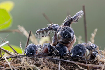 Swallow babies waiting to eat from their mother, cute banyak swallow bird