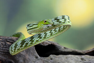 Asian vine-snake closeup on wood, animal closeup, Asian vine-front view