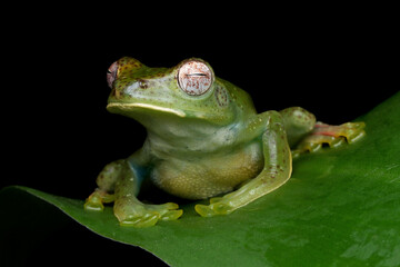 Rhacophorus prominanus or the malayan tree frog closeup on green leaves