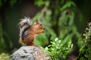 Naklejka na ściany i meble Wet Norwegian Red squirrel (Sciurus vulgaris) in summer rain with forest background