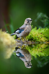 Eurasian jay (Garrulus glandarius) in summer rain at pond in forest