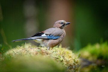 Fototapeta premium Eurasian jay (Garrulus glandarius) in summer rain at pond in forest