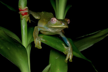 Rhacophorus prominanus or the malayan tree frog closeup on green leaves