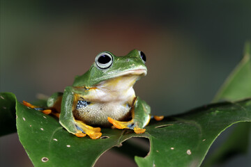 Javan tree froh on branch, rhacophorus reinwardtii tree frog