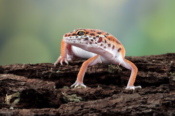Leopard geckol closeup head on wood, leopard gecko lookong for prey