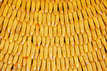 Fresh yellow sweet corn on the cob, background