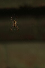 spider web on building
