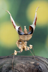 Devils Flower Mantis closeup with self defense position on wood, Idolomantis diabolica closeup
