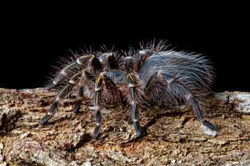 Grammostola Pulchripes tarantula (Chaco Golden Knee), Chaco Golden Knee tarantula front view on wood with black background