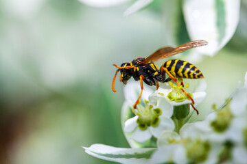 a bee collects nectar on flowers, a bee collects honey from a flower, close-up