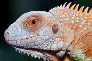Baby super red iguana closeup on branch with natural background, super red iguana closeup, reptil closeup