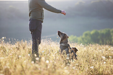 Caucasian man is training his mongrel dogs