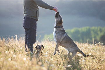 Caucasian man is training his mongrel dogs