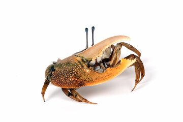 Fiddler crab closeup on white background, Comando crab "uca vocans" closeup, yellow violin crab