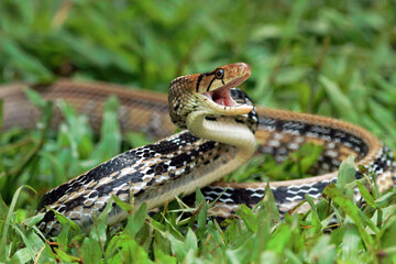 Copper-headed Trinket Snake ready to attack, (Coelognathus radiatus), closeup snake