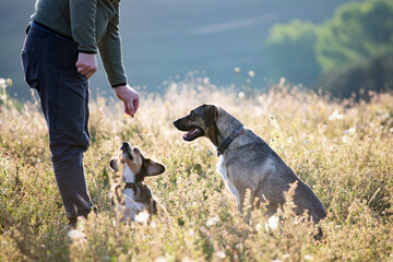 Caucasian man is training his mongrel dogs