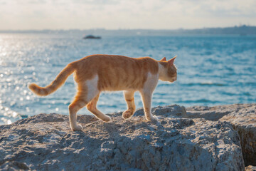 海辺を散歩する野良猫
