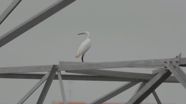 Little Egret (Egretta garzetta) standing on electricity steel pylon tower and takes flight. A white bird flying away from eletrical pole.