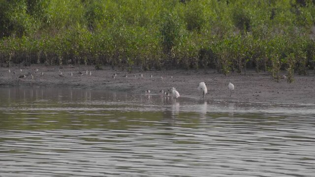 Group of little egrets, terek sandpipers and redshanks perched and moving on riverside in low tide of mangrove mudflats, Parit Jawa, Malaysia.