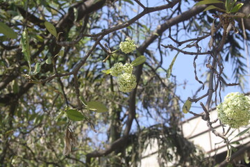 Blackboard or Chitwan tree (Alstonia scholaris) in bloom