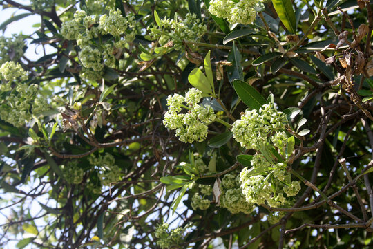 Blackboard or Chitwan tree (Alstonia scholaris) in bloom