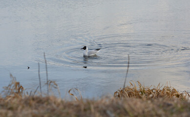 Black headed gull