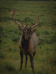 deer stag