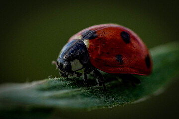 ladybug on a leaf