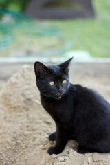 little black kitten with yellow eyes in a green collar from fleas sits in a children's sandbox. The snout of a cat in the sand