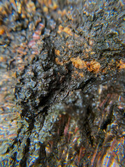 lichen on rock