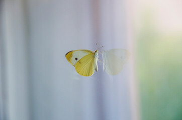A butterfly sits on the glass of the window.