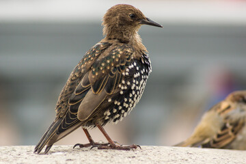 Typical urban bird starling, sturnus vulgaris, close-up, blurred background, bokeh