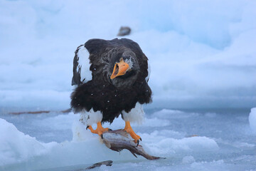 知床半島の流氷とオオワシ（北海道羅臼沖） © Shiretoko Dream