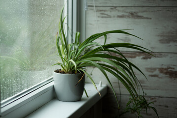 Green plant in a gray pot on a windowsill in cloudy rainy weather
