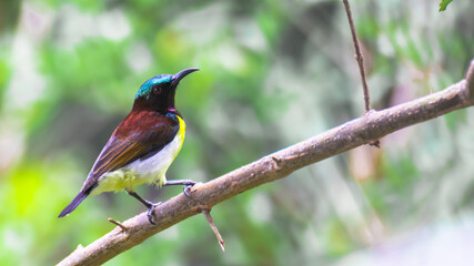 Fototapeta premium Male Purple-rumped sunbird sitting on a branch (Sri Lanka) Species: Leptocoma zeylonica