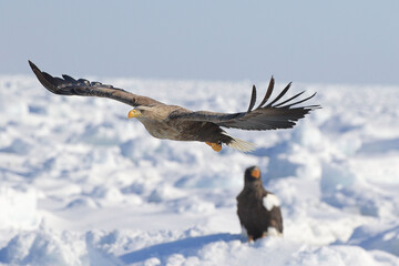 知床半島の流氷とオオワシ・オジロワシ（北海道羅臼沖）