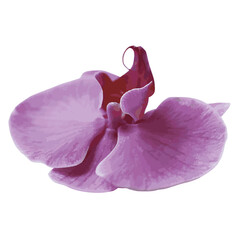 Decorative branch Pink orchid flower. Vector illustration