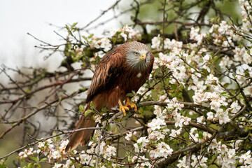 Red kite, sits on a fruit tree with white blossom. A lake in the background. Bird of prey looks dangerous and angry