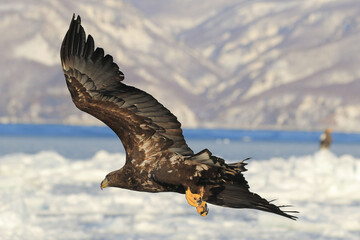 知床半島の流氷とオジロワシ（北海道羅臼沖）