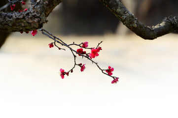 Korean Red Apricot Flower at Seonunsa Temple, Gochang City of Korea 